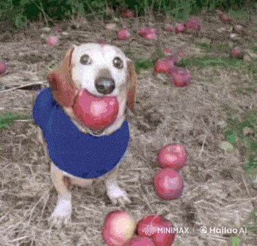 a dog wearing a blue shirt is standing in a pile of apples