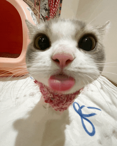 a close up of a cat 's face with the number 8 written on a piece of cloth