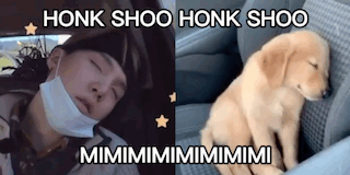 Honk Shoo Honk Shoo Sleeping GIF - Honk Shoo Honk Shoo Sleeping Puppy GIFs