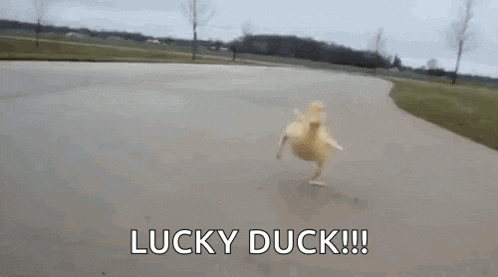 a duck is running down a road with the words `` lucky duck '' written on it .