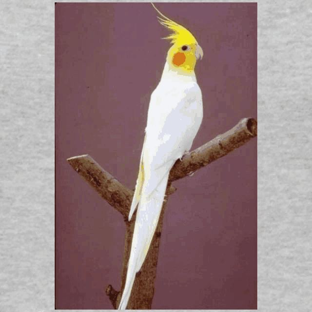 a white and yellow bird perched on a branch