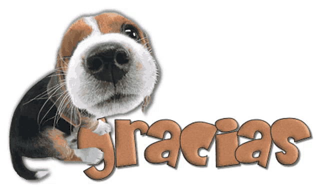 a brown and white dog is laying down with the word gracias written in gold letters
