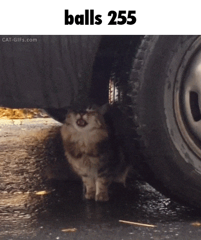 a cat standing underneath a car tire with the text balls 255 above it