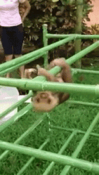 a monkey is hanging upside down on a green fence