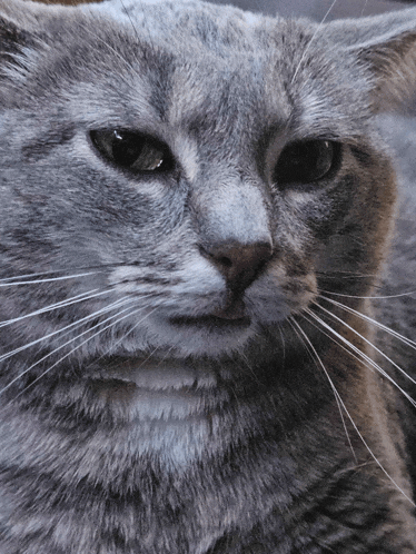 a close up of a cat 's face with a serious look on his face