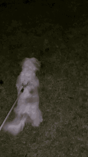 a small white dog walking on a leash in the dark
