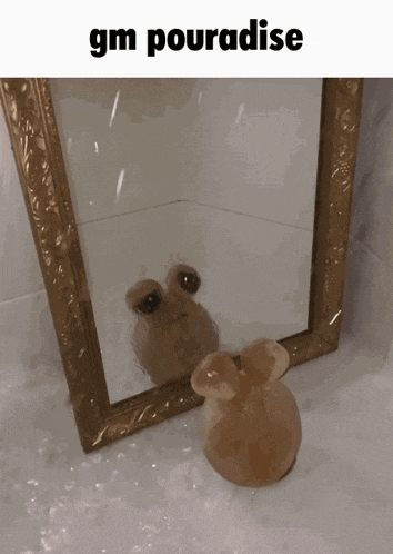 a picture of a frog in front of a mirror with the words gm pourabise below it