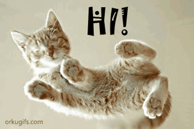a cat is laying on its back with the word hi written above it