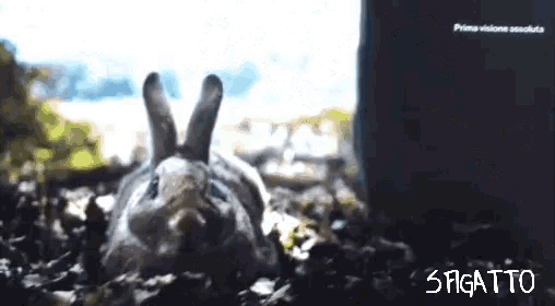 a picture of a rabbit with the word sagatto written below it