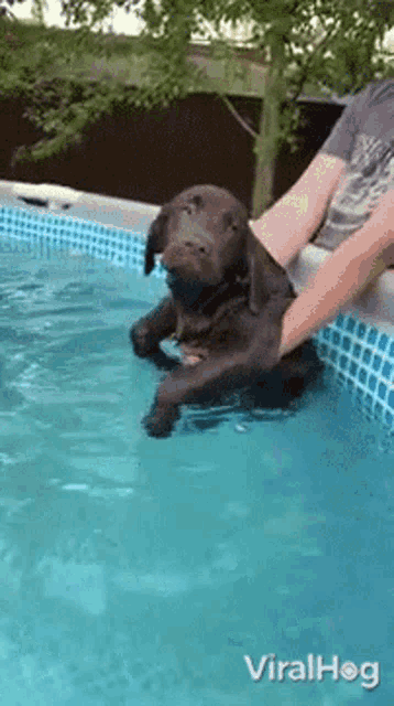 Dog Swim Viralhog GIF - Dog Swim Viralhog Cute GIFs
