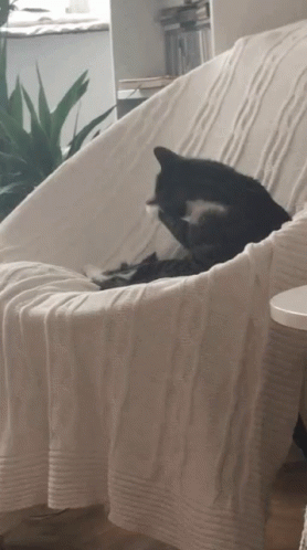 Cat Funny GIF - Cat Funny Licking GIFs