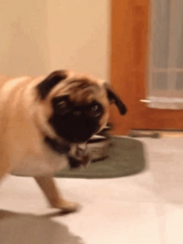 Say What Dog GIF - Say What Dog Puppy GIFs
