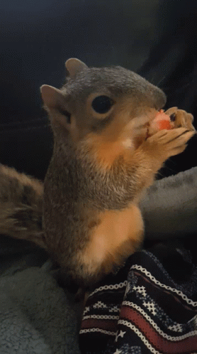 Nibble Squirrel GIF - Nibble Squirrel Yum GIFs