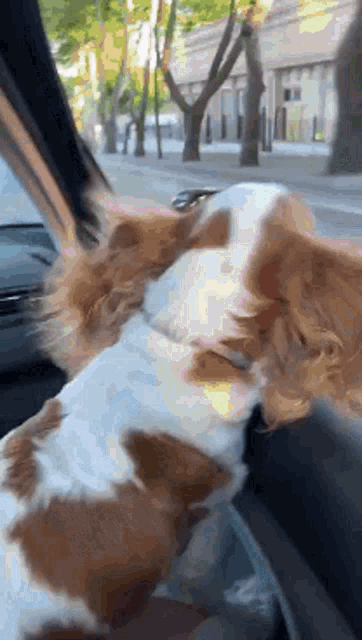 a brown and white dog is sticking its head out of the window of a car