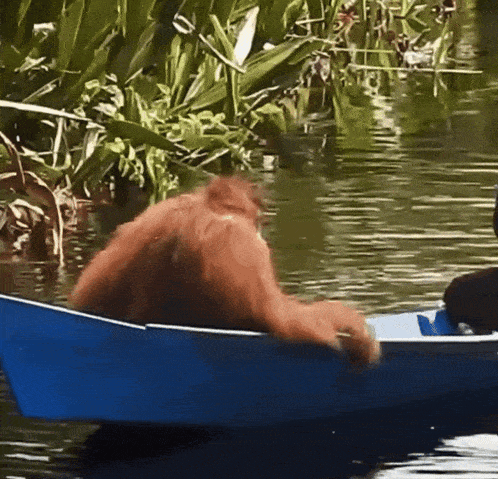 a monkey is in a blue boat in the water