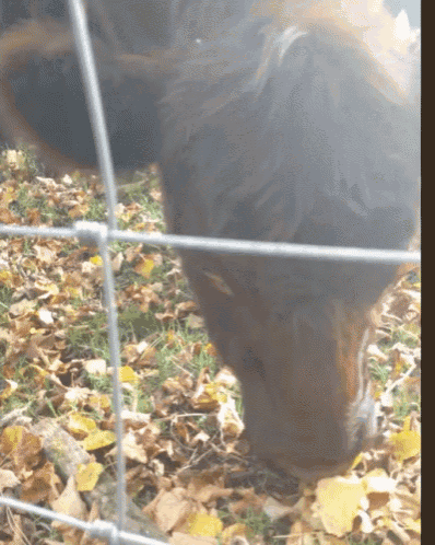 a close up of a cow behind a wire fence eating leaves