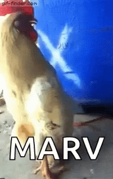 Marv Rooster GIF - Marv Rooster Chicken GIFs