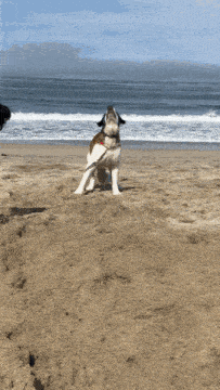 GIF