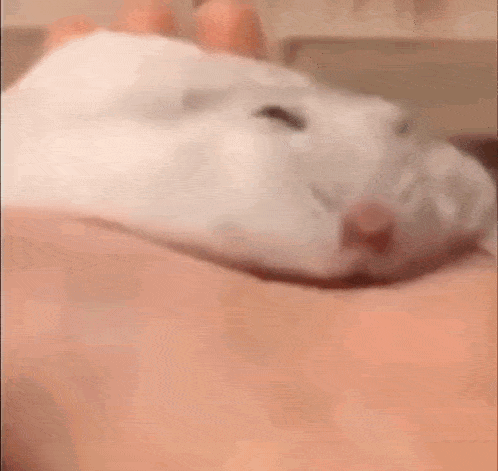 a close up of a white hamster laying on a person 's arm .