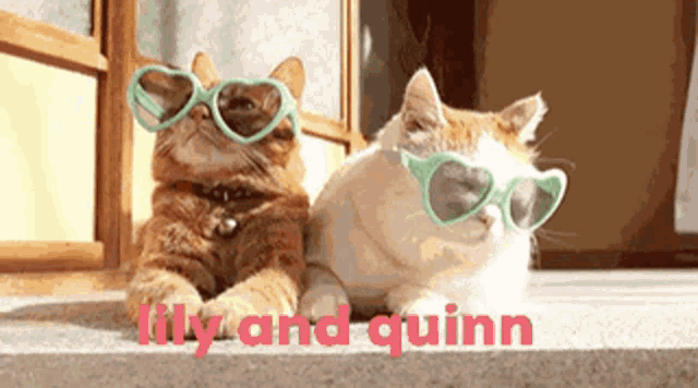 Lily And Quinn Lily GIF - Lily And Quinn Lily Quinn GIFs