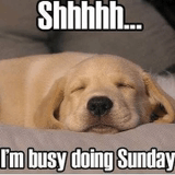 Sunday Sunday Dog GIF - Sunday Sunday Dog Sleepy Dog GIFs