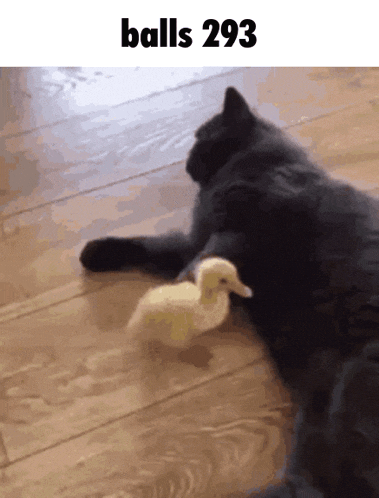 a cat laying on a wooden floor playing with a small duck with the words balls 293 above it