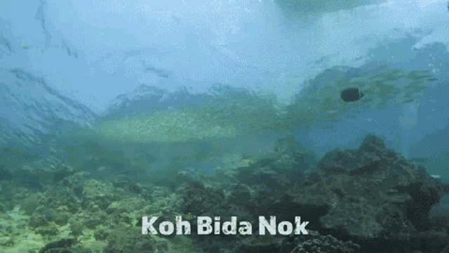 Yellow Snapper Scuba Diving GIF - Yellow Snapper Scuba Diving Koh Bida Nok GIFs