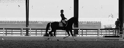 Trot GIF - Horse Horses Equine GIFs