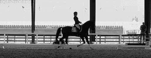 a woman is riding a black horse in a ring .