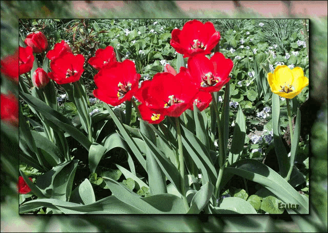 a picture of red and yellow flowers with a caption that says " enter " on the bottom