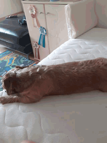 a dog laying on top of a white mattress with ribbons on the dresser