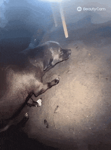 a dog is laying on the ground in front of a beauty cam