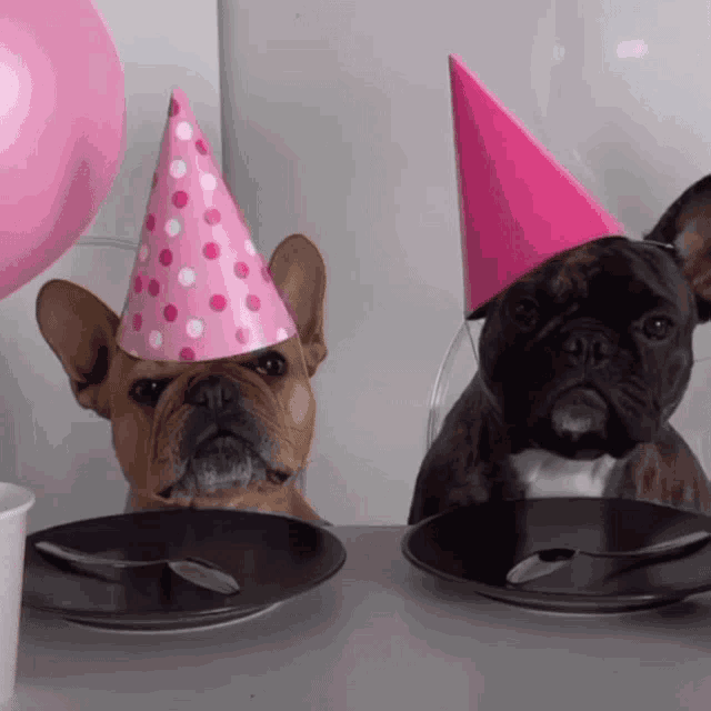 Happy Birthday GIF - Happy Birthday Pet GIFs