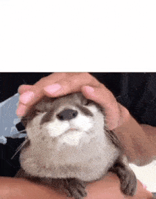 a person is holding a small otter in their hands and petting it .