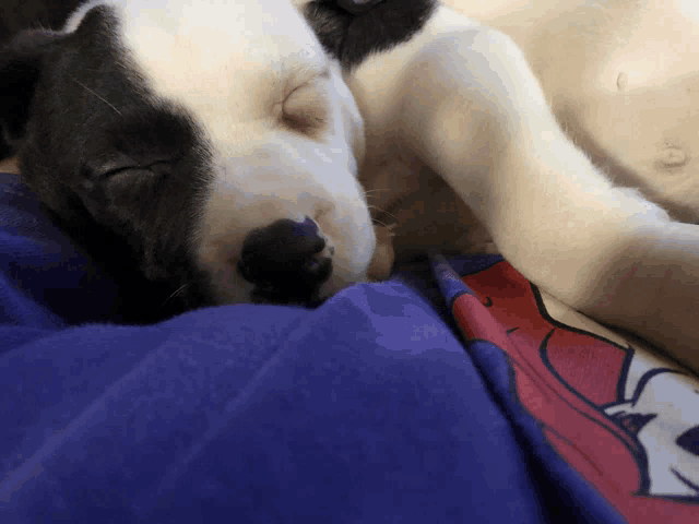 a black and white puppy is sleeping on a blue blanket