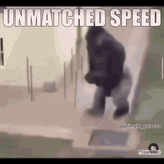 Unmatched Speed Blowtorchmoron GIF - Unmatched Speed Blowtorchmoron Monkey GIFs