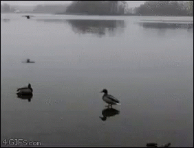 Duck Slidin In GIF - Duck Slidin In Wild Life GIFs