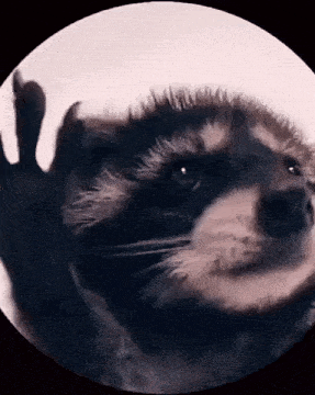 a raccoon is waving its paw at the camera in a close up of its face .