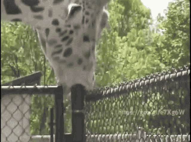 Giraffe Fence Post GIF