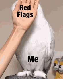 What Red Flags GIF - What Red Flags GIFs