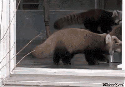 two red pandas are walking out of a window and eating from a bowl .