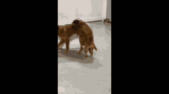 two dogs standing next to each other on a concrete floor
