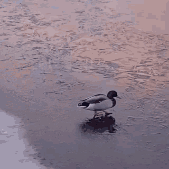 Duck Duck On Ice GIF - Duck Duck On Ice Duck Ice GIFs
