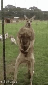 Reddit Kangaroo GIF - Reddit Kangaroo Flexing GIFs