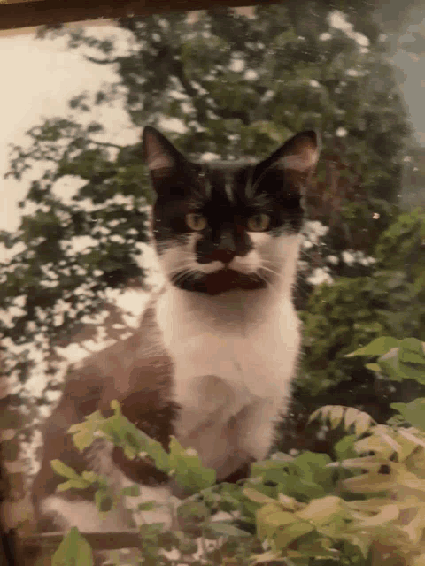 a black and white cat with a mustache is looking through a window