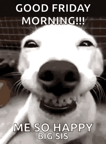 a white dog is smiling for the camera and says `` good friday morning !! me so happy big sis '' .