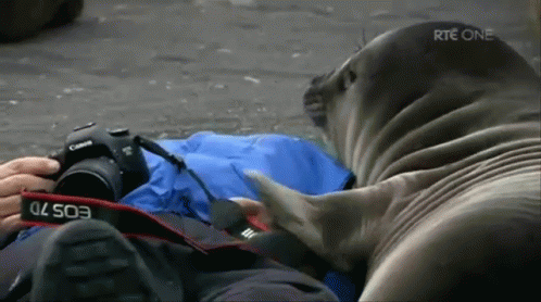 Seal Love GIF - Charlie Seal Encounter Seal GIFs