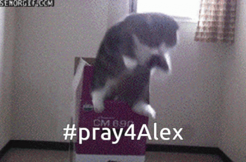 Alex Cat GIF - Alex Cat GIFs