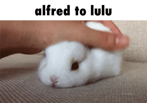 a person petting a small white rabbit with the words alfred to lulu below it