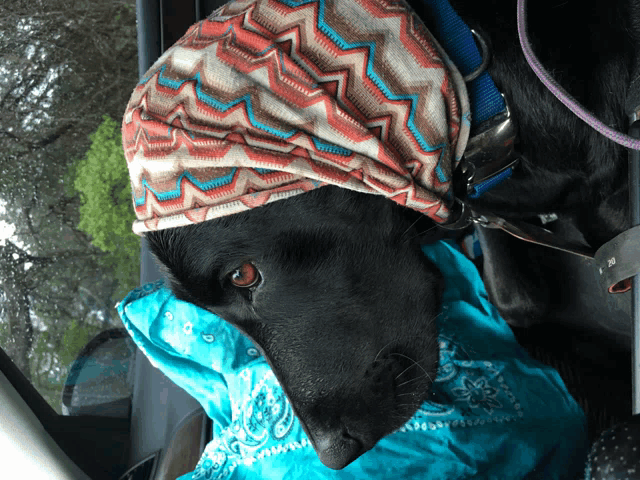 a black dog wearing a colorful headband and a blue scarf